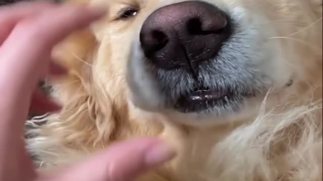 Funniest Golden Retriever Puppies clips.iCxbEQ