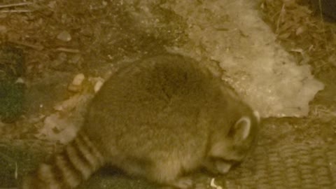 Thick Raccoon Eats A Peel