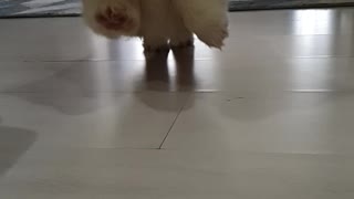 Lucifer the corgi in slow motion