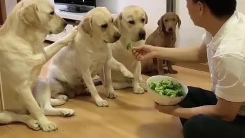 You will get STOMACH ACHE FROM LAUGHING SO HARD🐶Funny Dogs Videos