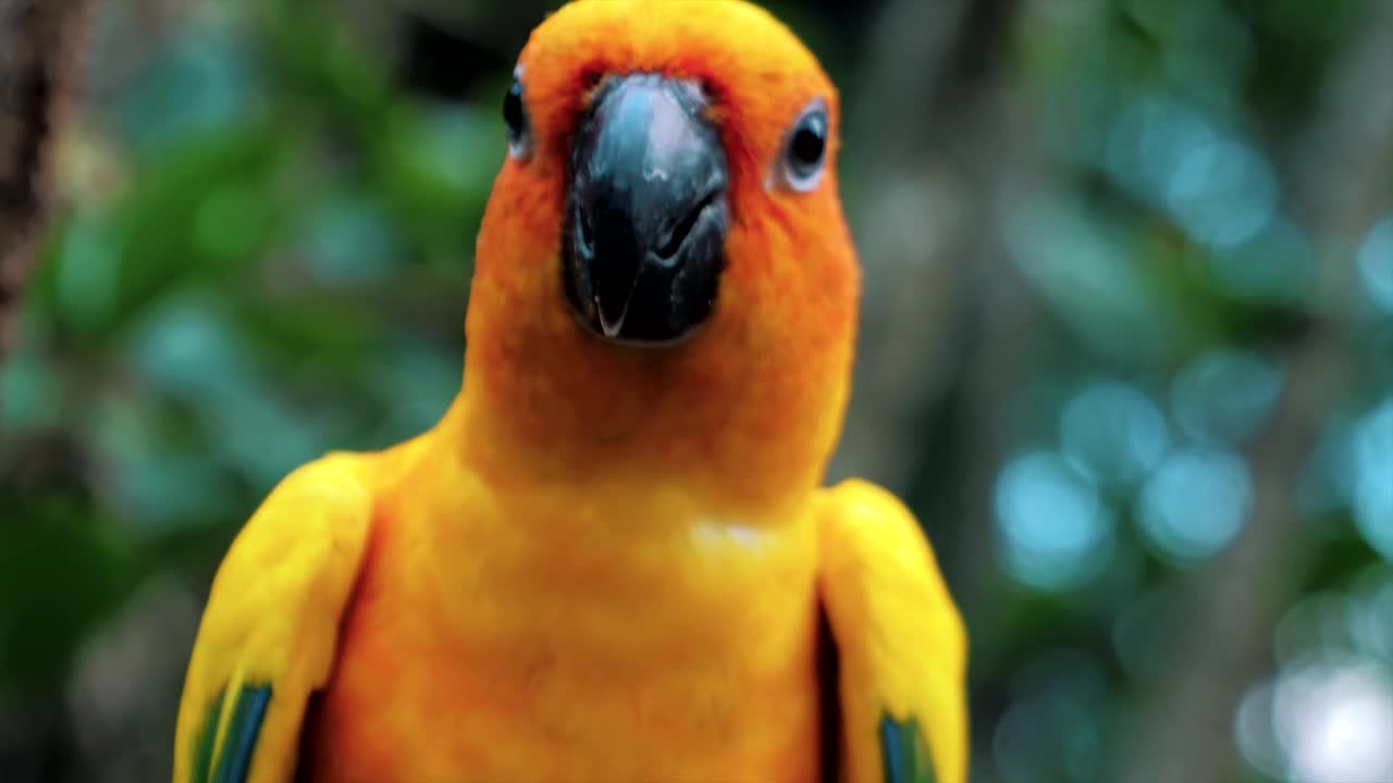 Sun conure parrot