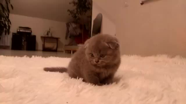 Scottish kittens. Kitties