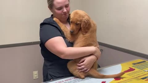 When The Smallest Dogs Bravely Face The Vet