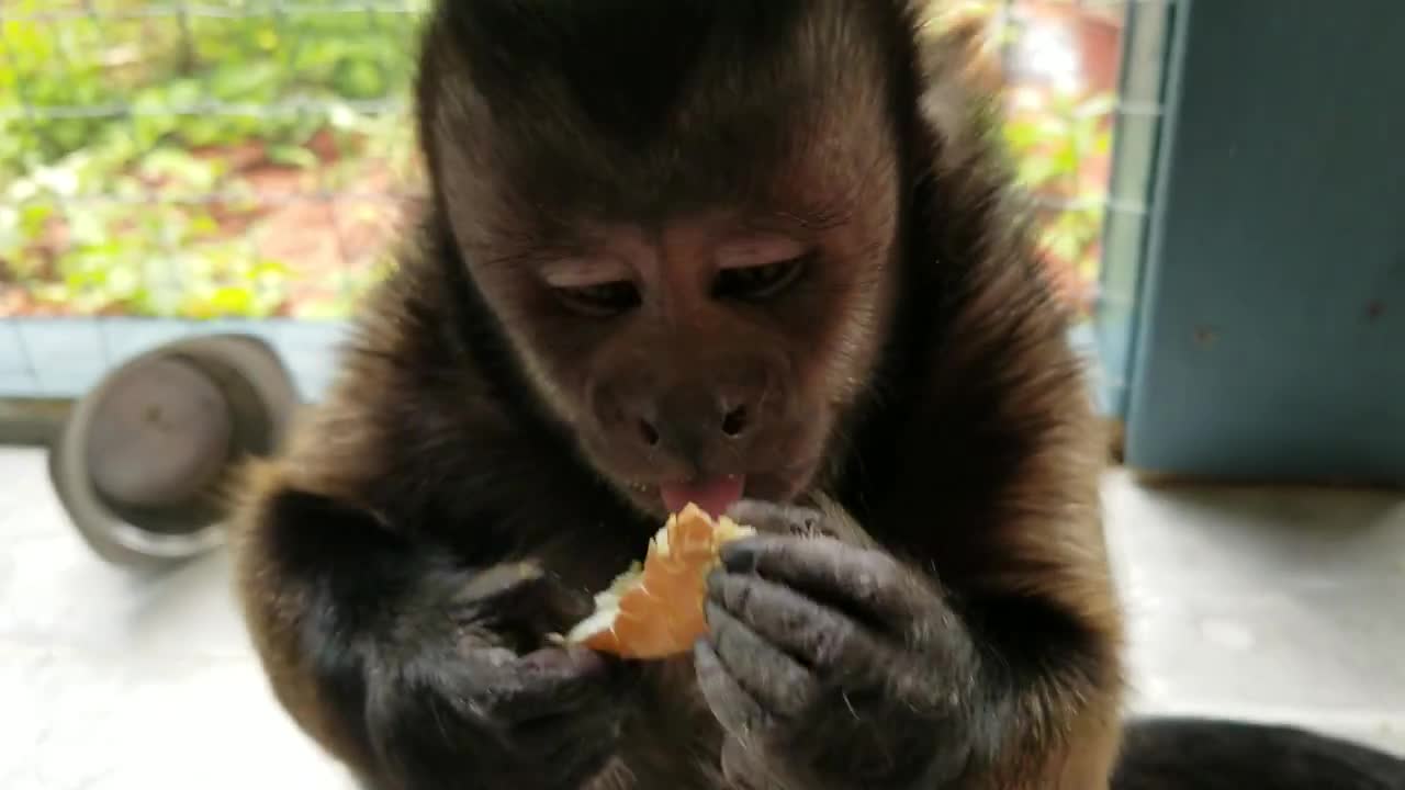 Monkey Pealing a Hard Boiled Egg