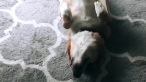 Dog wag tail lay on back