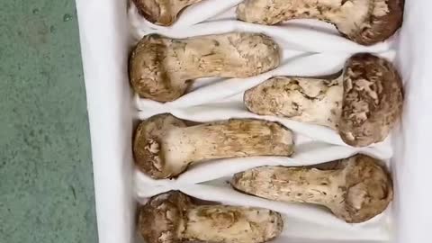 Super Matsutake looks great.