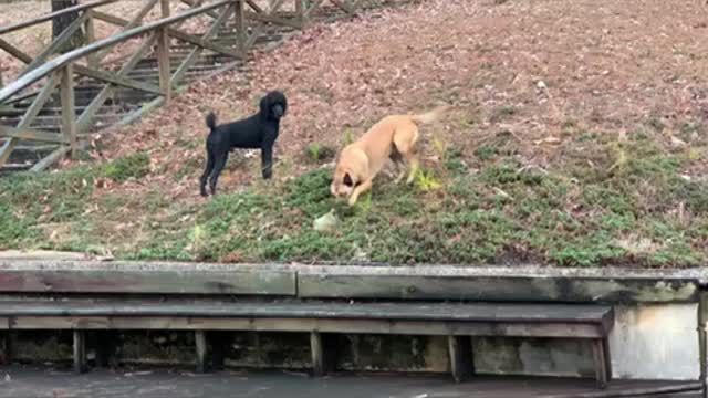 Malinois and poodle play rough.