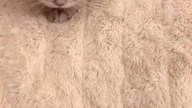 Super cute little cat！！！