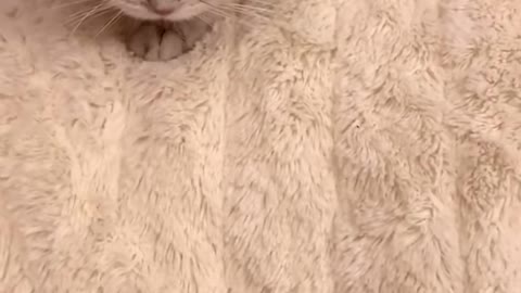 Super cute little cat！！！