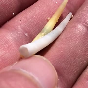 On the way to Nin (Island of Nin PART 3) #Shorts