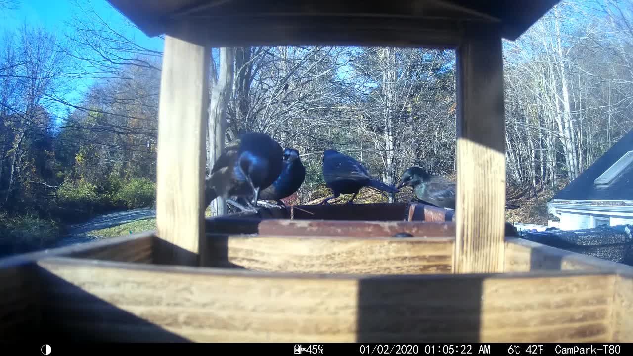 Bird Camera 11/9/2021 part 3