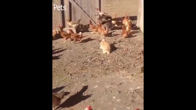 chicken running around