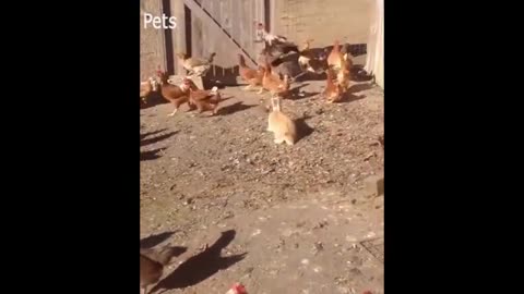 chicken running around