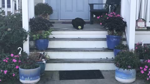 Dog waits for people to walk by, then rolls ball to them