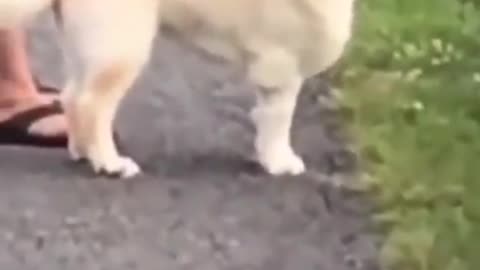 funny videos