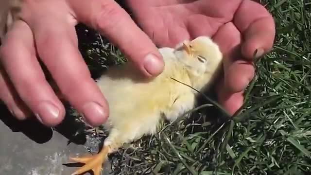 Baby Bird 🐥 Falls off to Sleep Getting Tummy Rubbed by Human