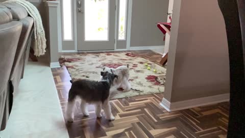 Schnauzer Sic Moves