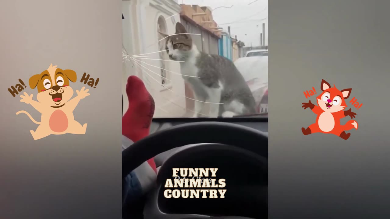 Funny Animals Video