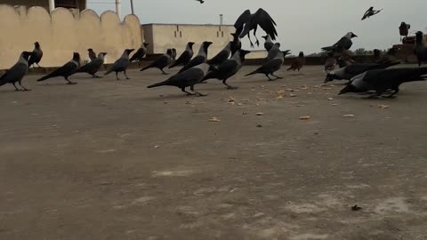 Crows are enjoying food