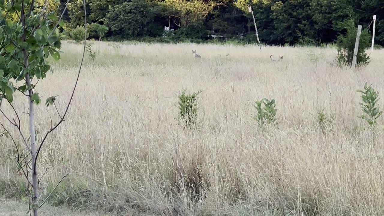 Dog And Coyote Prance Together