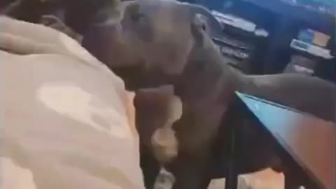 Cute animals Dog 🐶 with no legs Cute animals and