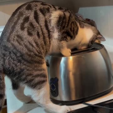 Natural organic mouse trap gadget