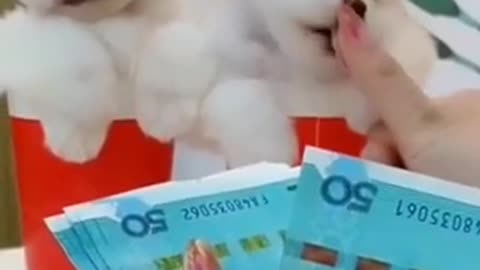 Puppies Counting Money
