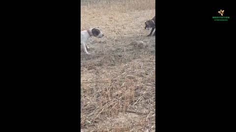 Dog's attack on Lizard