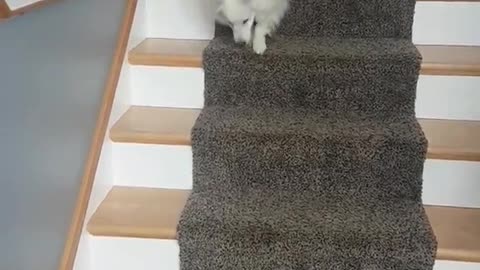 White dog falling down the stairs