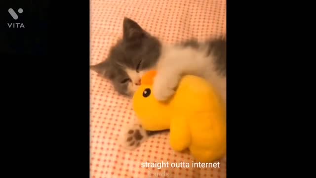 cat and fish funny videos#