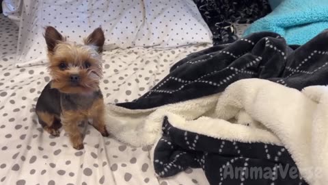 🐾Hilarious Dogs & Cats for 1 Hour 😂 New Funny Pet Videos 2024🐾