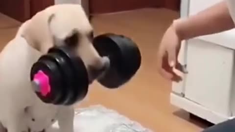 Funny dog new dog funny dog video new funny dog video