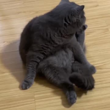 A cat who stinks on her own