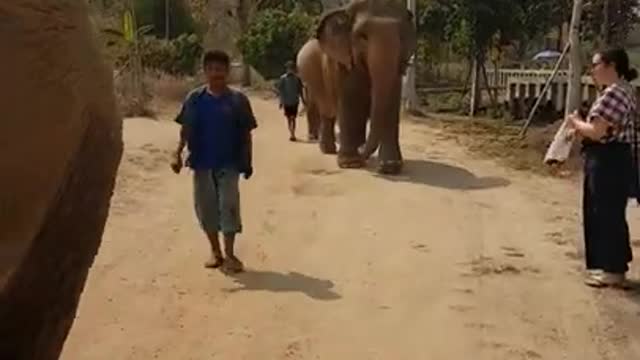Elephants Walking on the Street