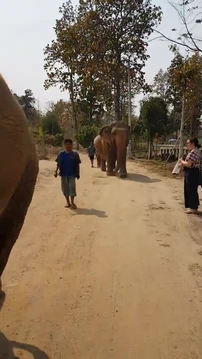 Elephants Walking on the Street