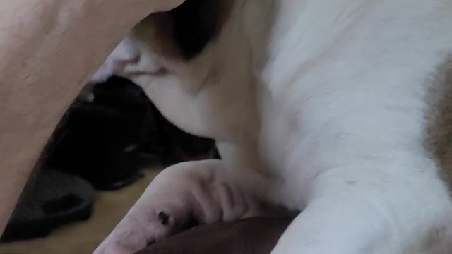 Chato - my English Buldog