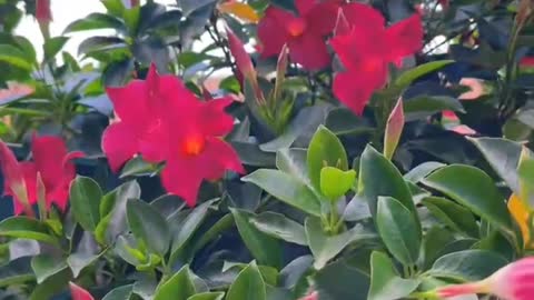 flowers on the roof