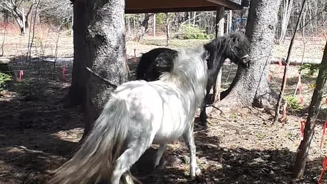 Ponies 1st day out from winter barn/les ponies sont sorties pour leur première fois de la granche.