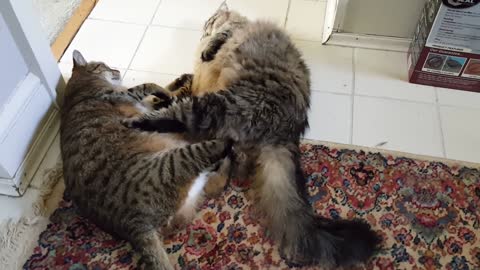 Funny Chubby Cat Fight