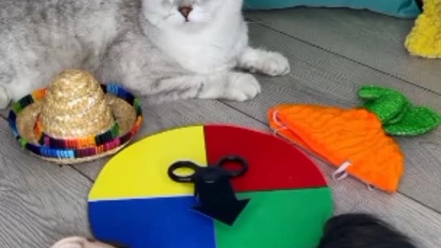 Funniest Cats Videos 🐱 Part 24