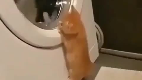 OMG 😱 cute animal 😍😘