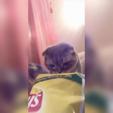 Cute kitty and delicious