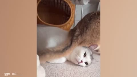 funny cat videos memes