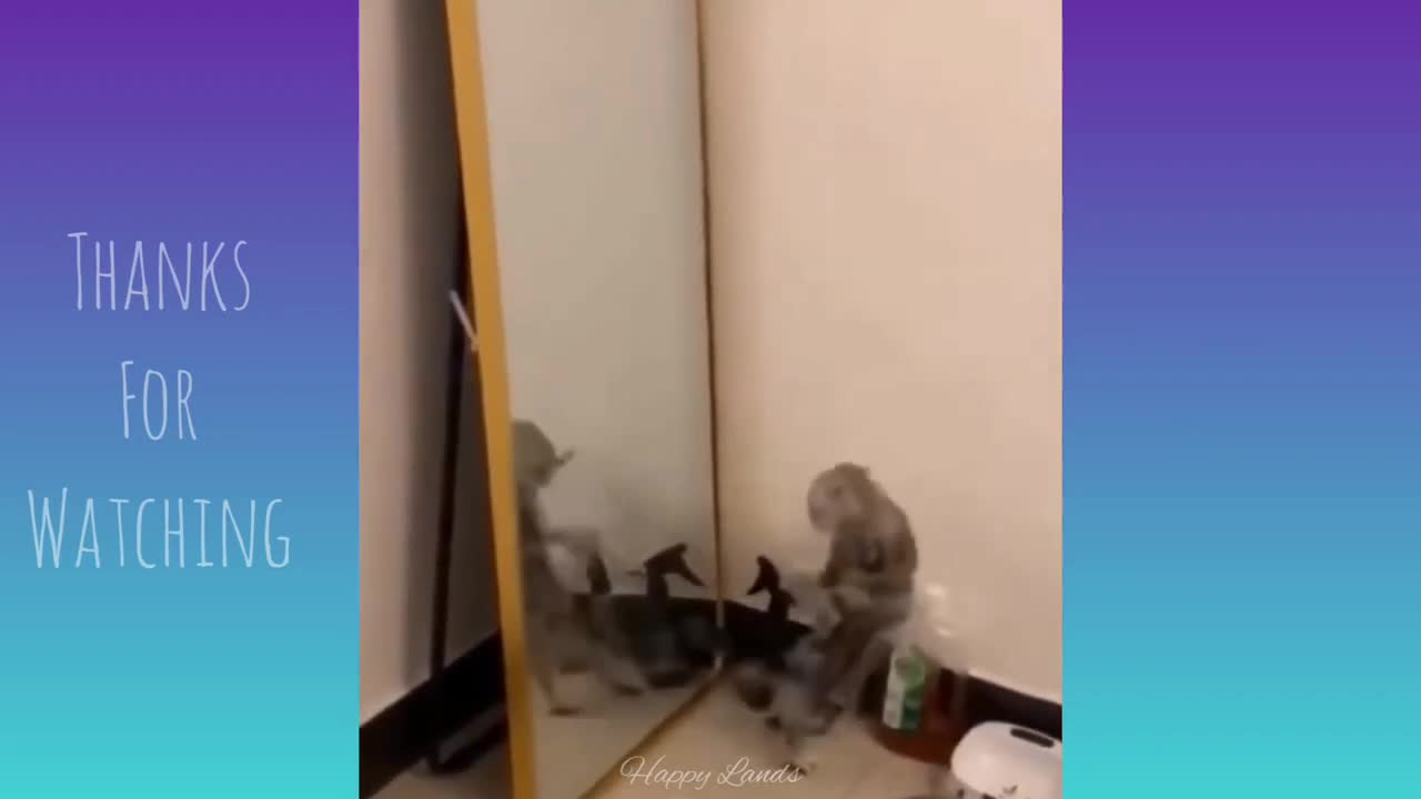 cat dancing in front of mirror | Amazing | part 10 |