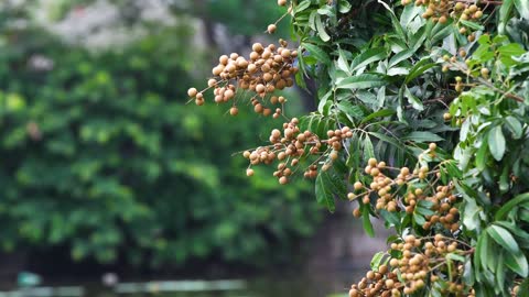 Longan fruit looks very attractive in summer