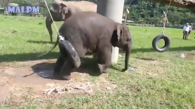 So cute baby elephant