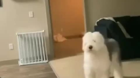 Funny dog//funny animals