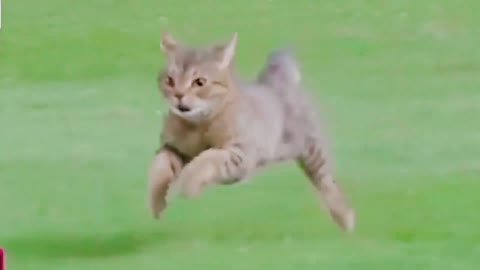 Omg! is this cat? Isn't it a kangaroo? This running posture.