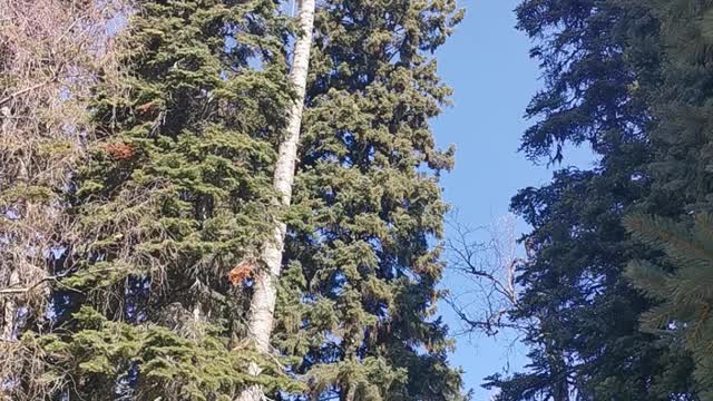 Target Falling