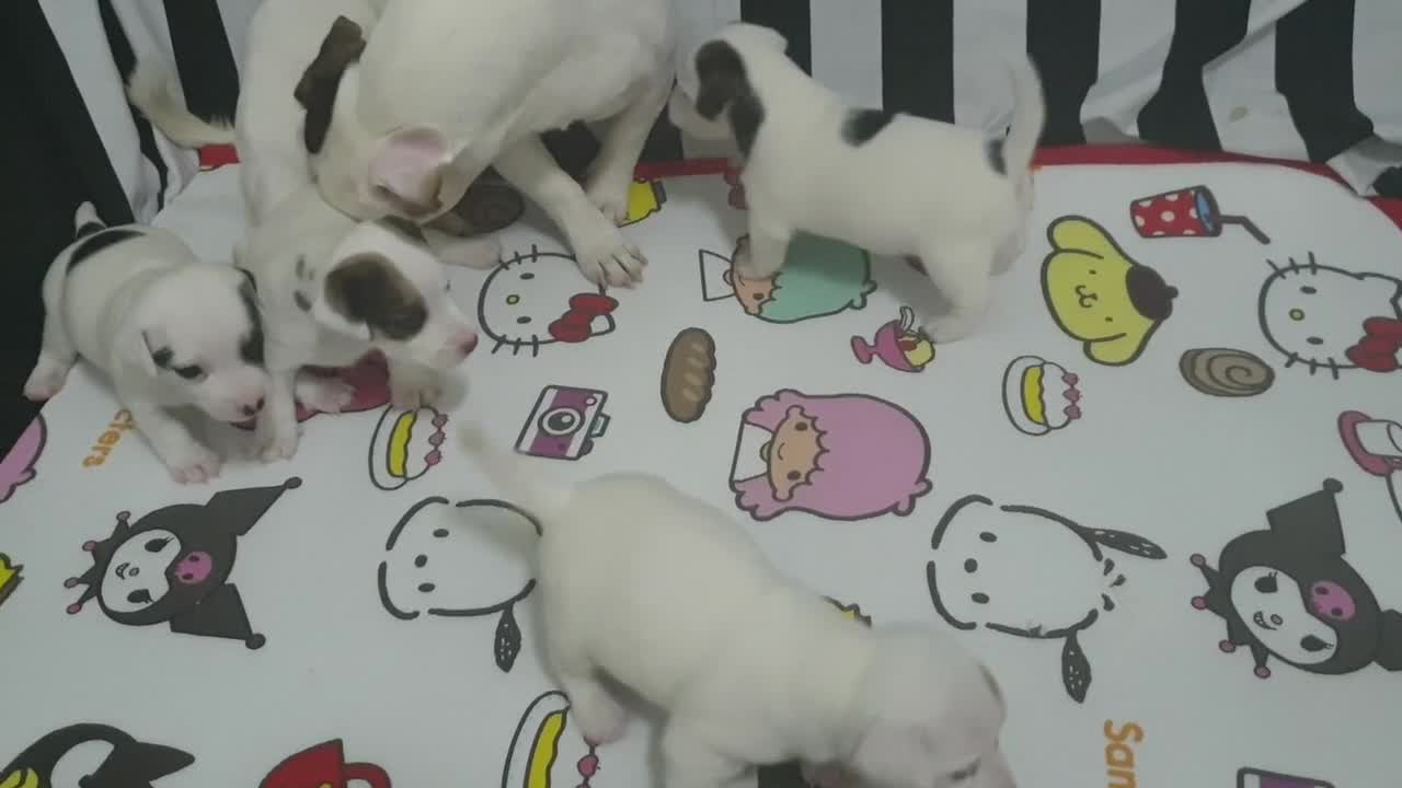 dog family